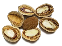 Las semillas del mango africano (Irvingia Gabonensis)